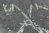 Fossil Graptolite Cluster (Didymograptus) - Great Britain #103487-1